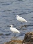 FZ027795 Little Egret.jpg